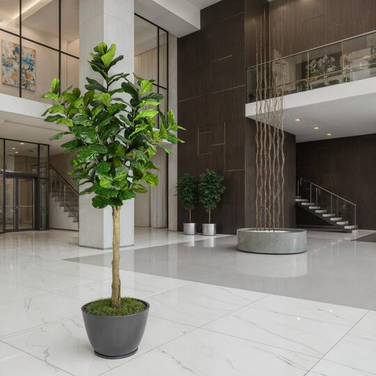 10ft. Potted Fiddle Tree